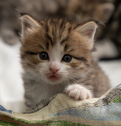 Paddington - 4 weeks old