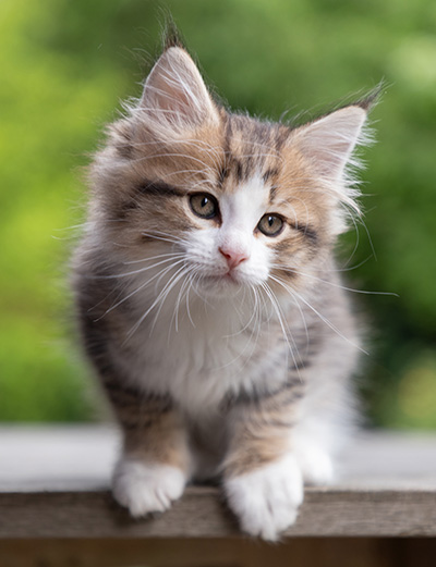 Paddington - 8 weeks old