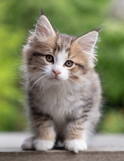 Paddington - 8 weeks old