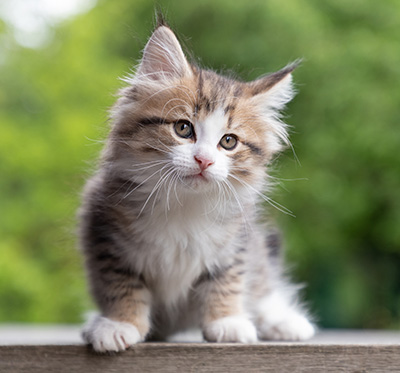 Paddington - 8 weeks old