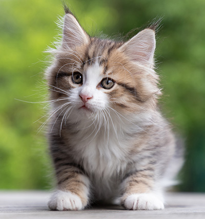Paddington - 8 weeks old