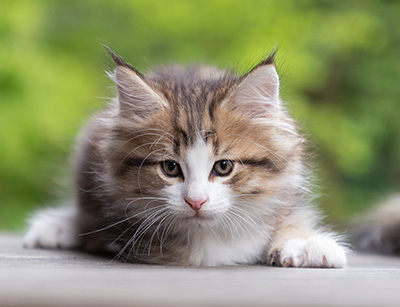 Paddington - 8 weeks old