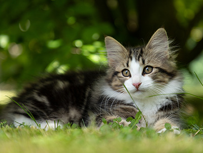 Phileas Fogg - 12 weeks old