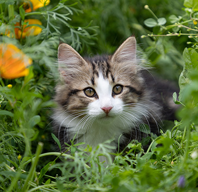 Phileas Fogg - 12 weeks old