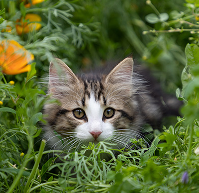 Phileas Fogg - 12 weeks old