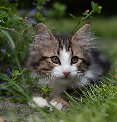 Phileas Fogg - 12 weeks old