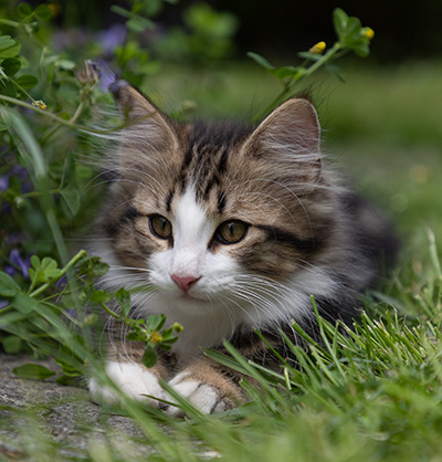 Phileas Fogg - 12 weeks old