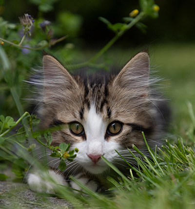 Phileas Fogg - 12 weeks old