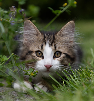 Phileas Fogg - 12 weeks old
