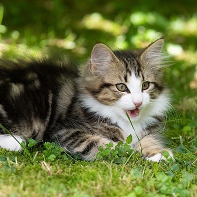 Phileas Fogg - 12 weeks old