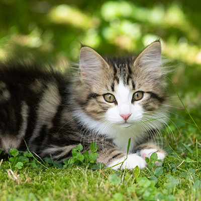 Phileas Fogg - 12 weeks old