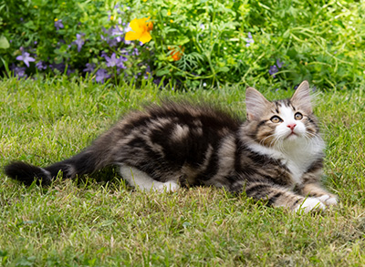 Phileas Fogg - 12 weeks old