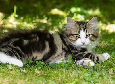 Phileas Fogg - 12 weeks old