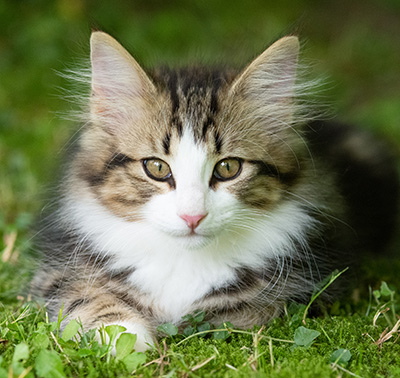 Phileas Fogg - 12 weeks old