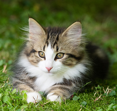 Phileas Fogg - 12 weeks old