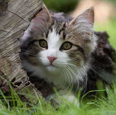 Phileas Fogg - 12 weeks old