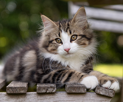 Phileas Fogg - 12 weeks old
