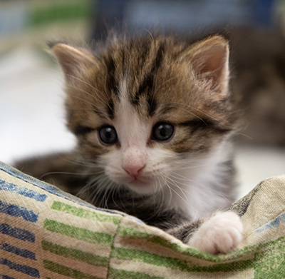 Phileas Fogg - 4 weeks old