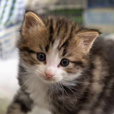Phileas Fogg - 4 weeks old