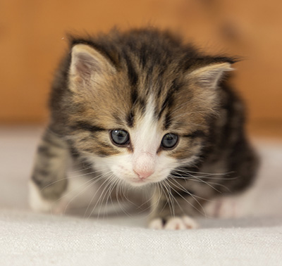 Phileas Fogg - 4 weeks old