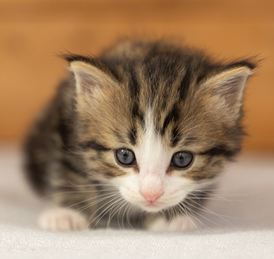 Phileas Fogg - 4 weeks old
