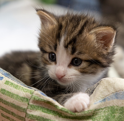 Phileas Fogg - 4 weeks old
