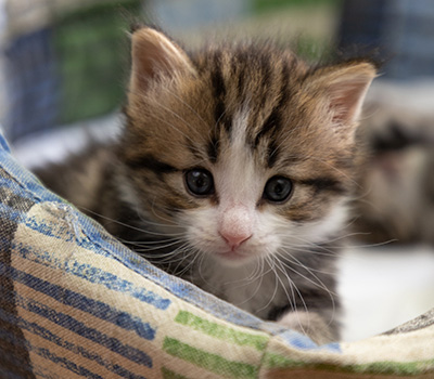 Phileas Fogg - 4 weeks old