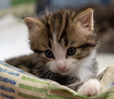 Phileas Fogg - 4 weeks old