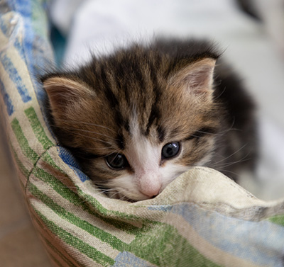 Phileas Fogg - 4 weeks old