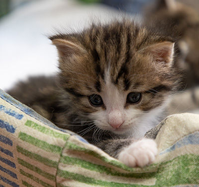 Phileas Fogg - 4 weeks old