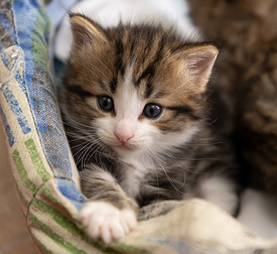 Phileas Fogg - 4 weeks old