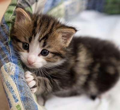 Phileas Fogg - 4 weeks old