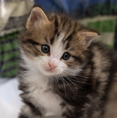 Phileas Fogg - 4 weeks old