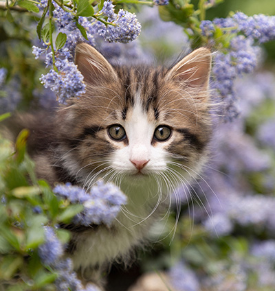 Phileas Fogg - 8 weeks old