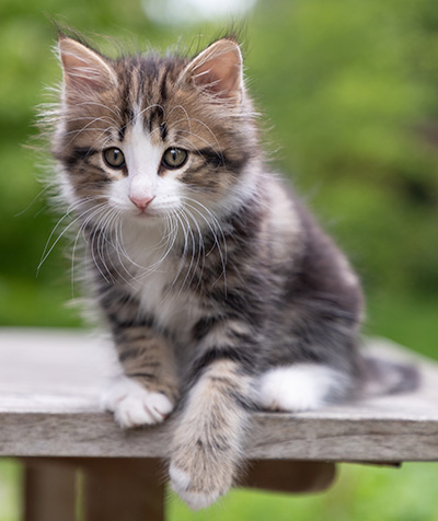 Phileas Fogg - 8 weeks old