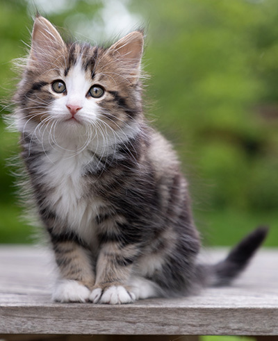 Phileas Fogg - 8 weeks old