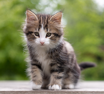 Phileas Fogg - 8 weeks old