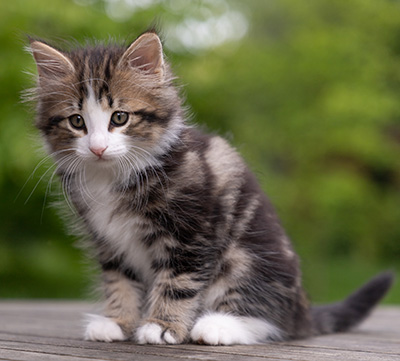 Phileas Fogg - 8 weeks old