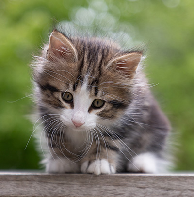 Phileas Fogg - 8 weeks old
