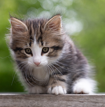 Phileas Fogg - 8 weeks old