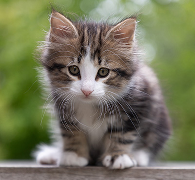 Phileas Fogg - 8 weeks old