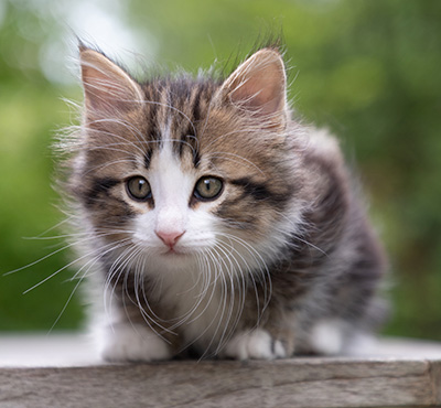 Phileas Fogg - 8 weeks old