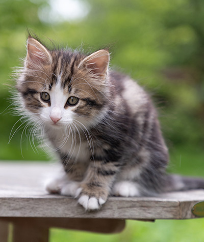 Phileas Fogg - 8 weeks old