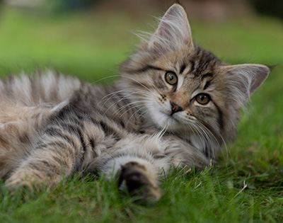 Pickwick - 12 weeks old