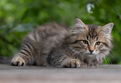 Pickwick - 12 weeks old