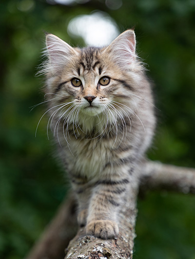 Pickwick - 12 weeks old