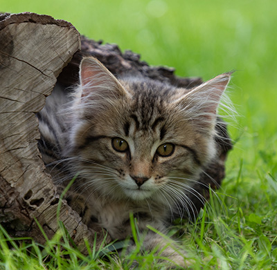 Pickwick - 12 weeks old