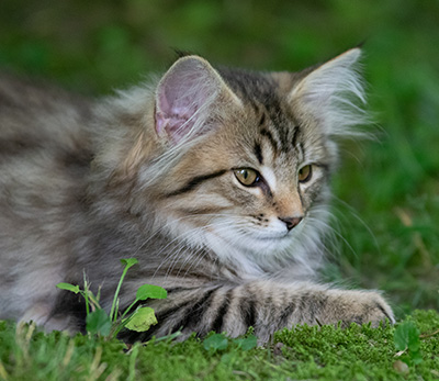 Pickwick - 12 weeks old