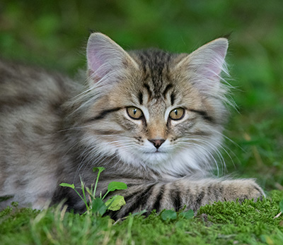 Pickwick - 12 weeks old