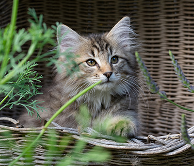Pickwick - 12 weeks old